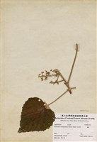 藏品(蟲屎)的圖片